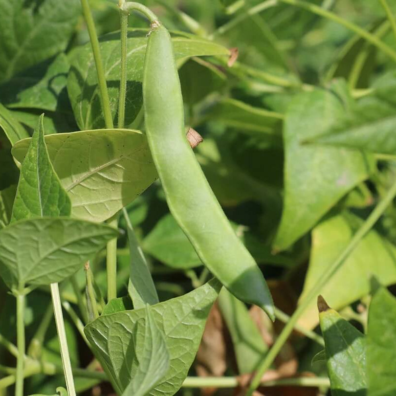 Southwest Bean Seeds - Vegetable Plant