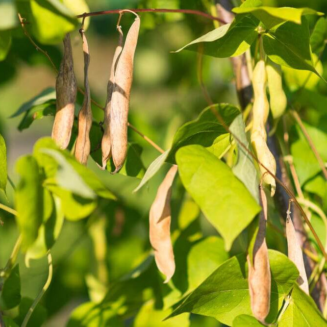 Southwest Bean Seeds - Vegetable Plant