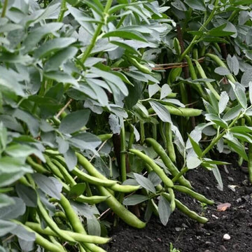 Southwest Bean Seeds - Vegetable Plant
