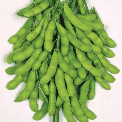 Soya Bean Seeds – Green
