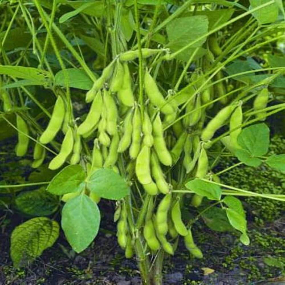 Soya Bean Seeds – Green
