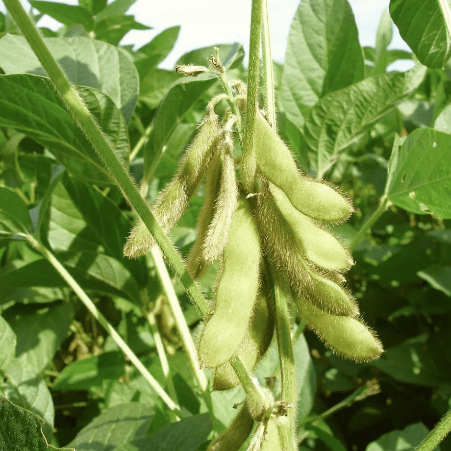 Soya Bean Seeds – Green