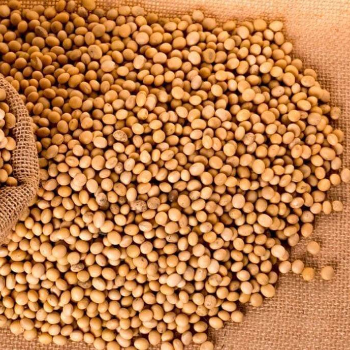Soybean Seeds – Brown