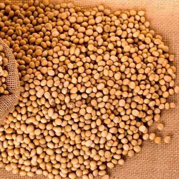 Soybean Seeds – Brown