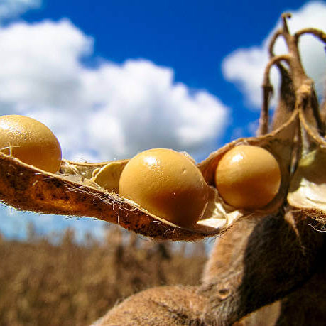 Soybean Seeds - Brown Edible