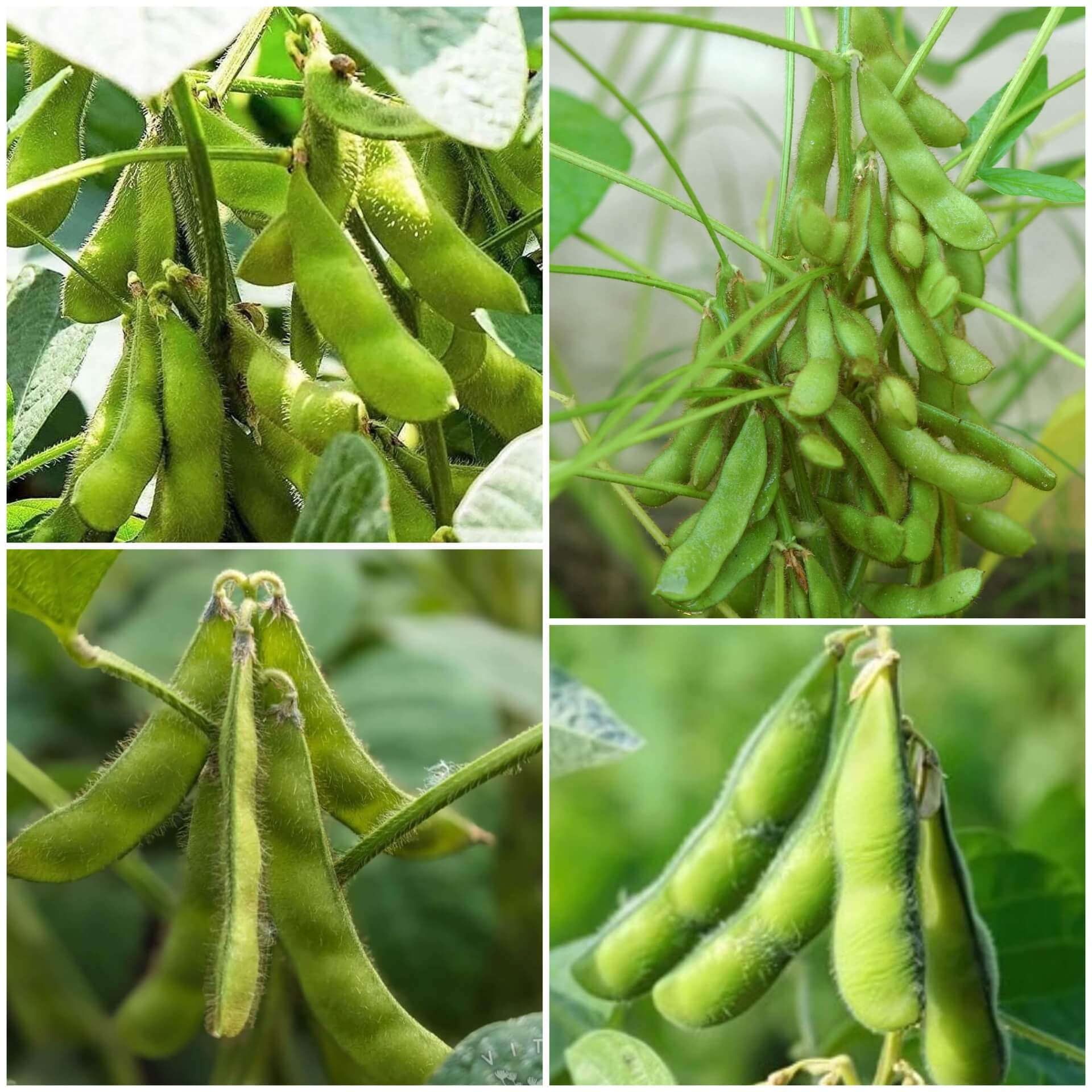 Soybean Seeds - All In One For Home Gardens