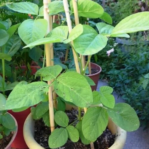 Soybean Seeds - All In One For Home Gardens