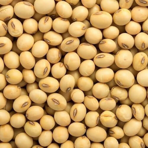 Soybean Seeds - All In One For Home Gardens