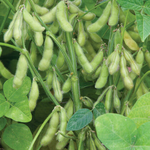 Soybean Seeds - All In One For Home Gardens