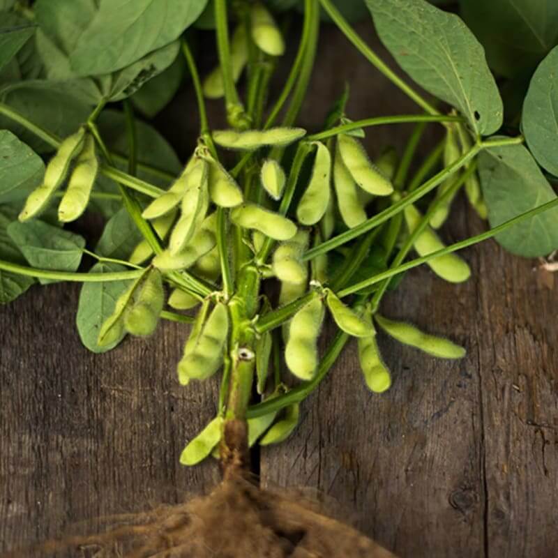 Soybean Seeds - All In One For Home Gardens