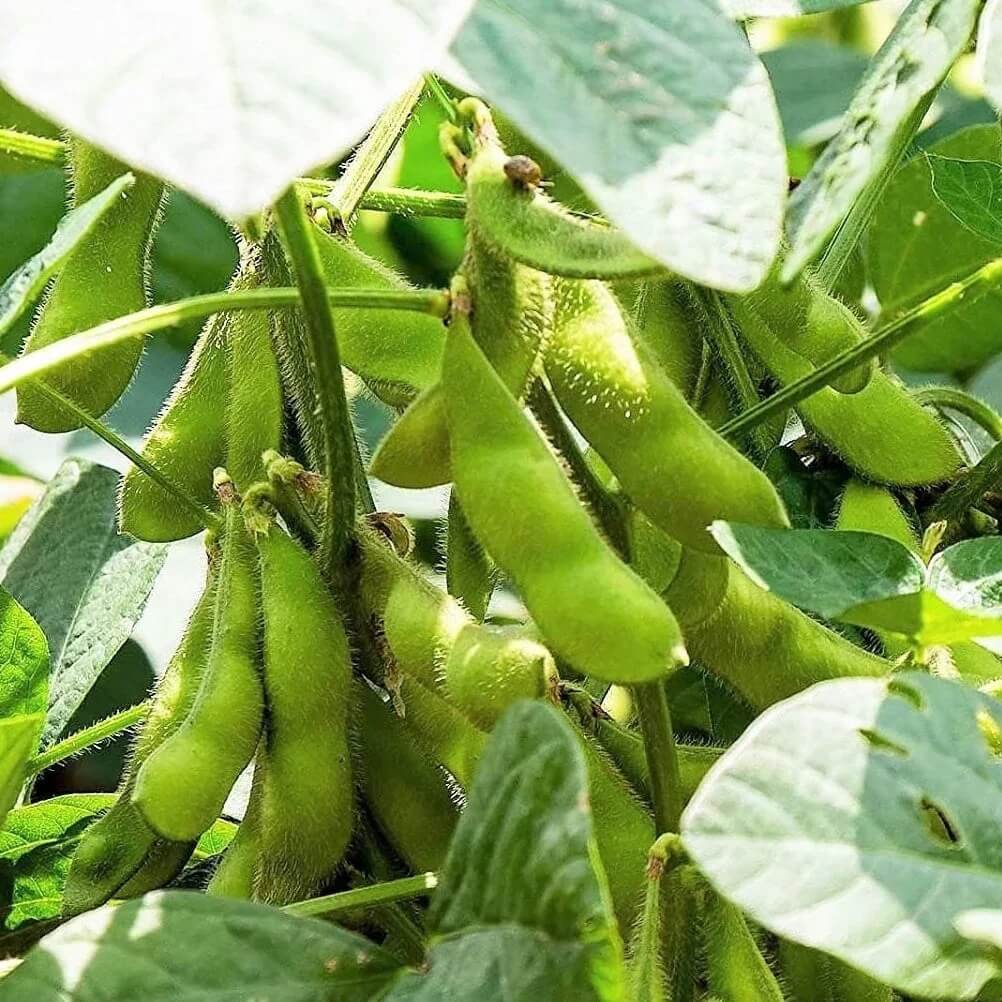 Soybean Seeds - All In One For Home Gardens