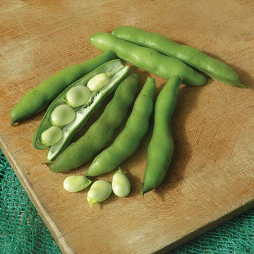 Soybean Seeds - Black