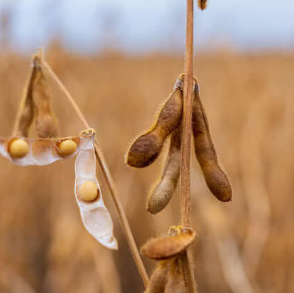 Soybean Seeds - Brown Edible