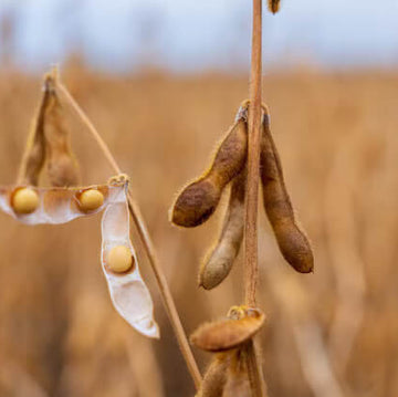 Soybean Seeds - Brown Edible
