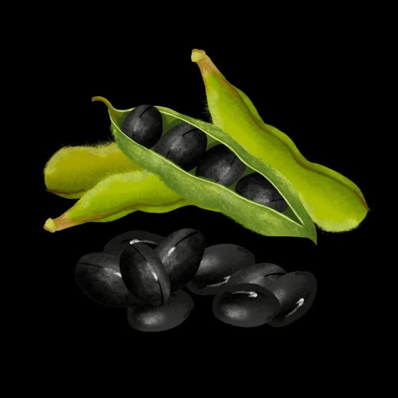 Soybean Seeds - Black