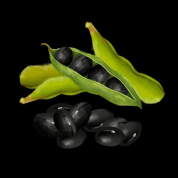 Soybean Seeds - Black