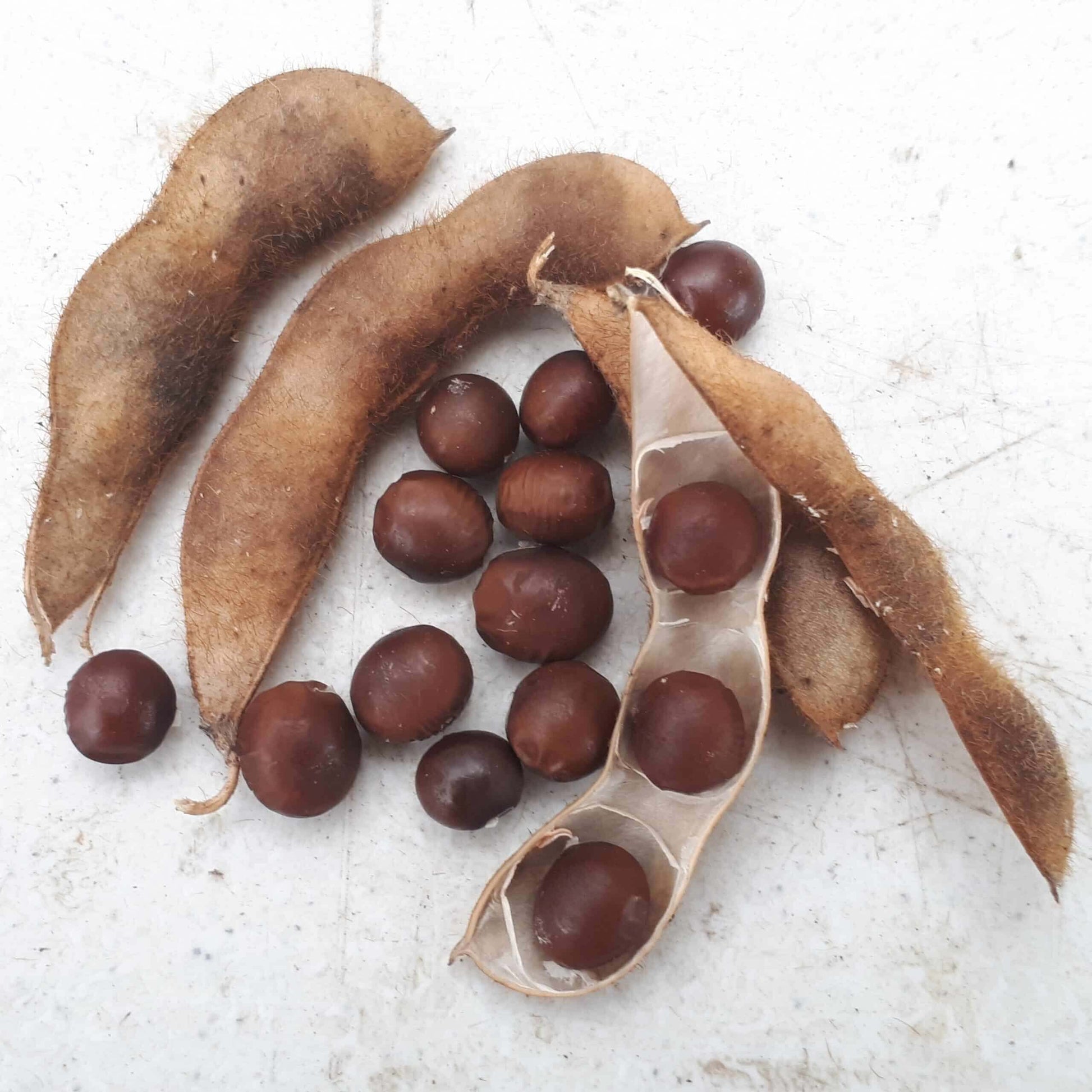 Soybean Seeds - Brown Edible