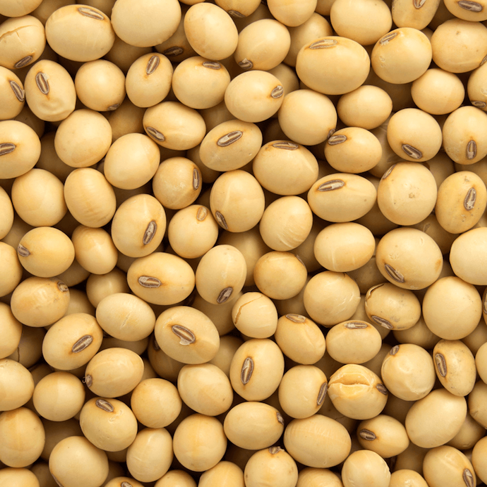 Soybean Seeds – Brown