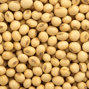 Soybean Seeds – Brown