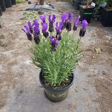 Spanish Lavender Seeds