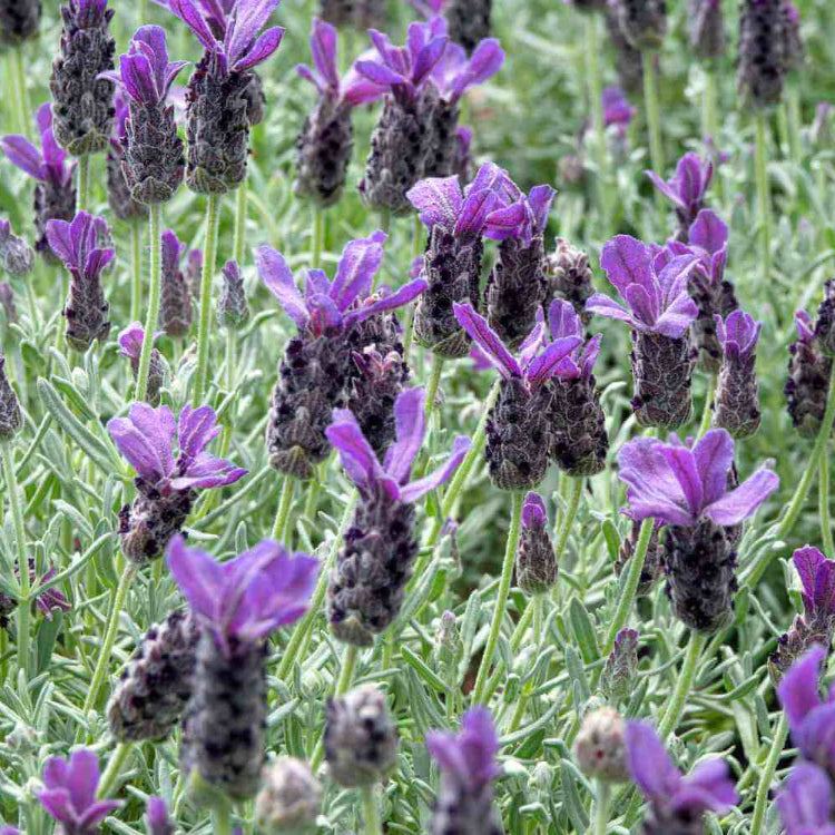 Spanish Lavender Seeds