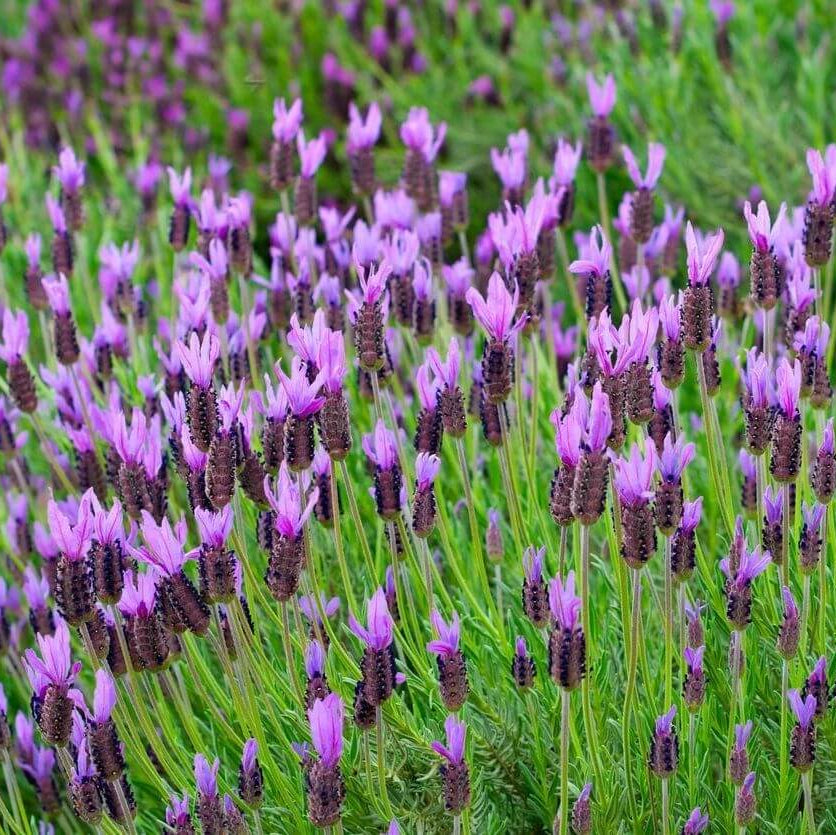 Spanish Lavender Seeds