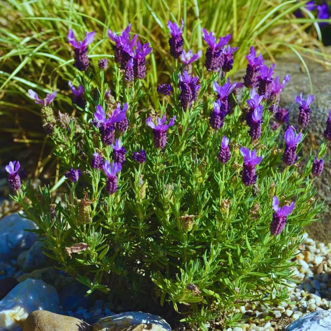 Spanish Lavender Seeds