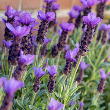 Spanish Lavender Seeds