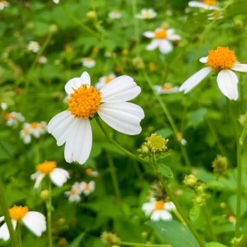 Spanish Needle Seeds - Flower Plant