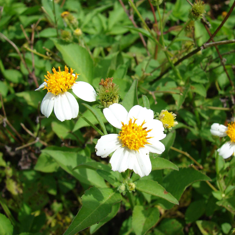 Spanish Needle Seeds - Flower Plant