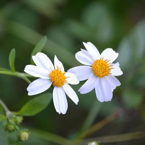 Spanish Needle Seeds - Flower Plant