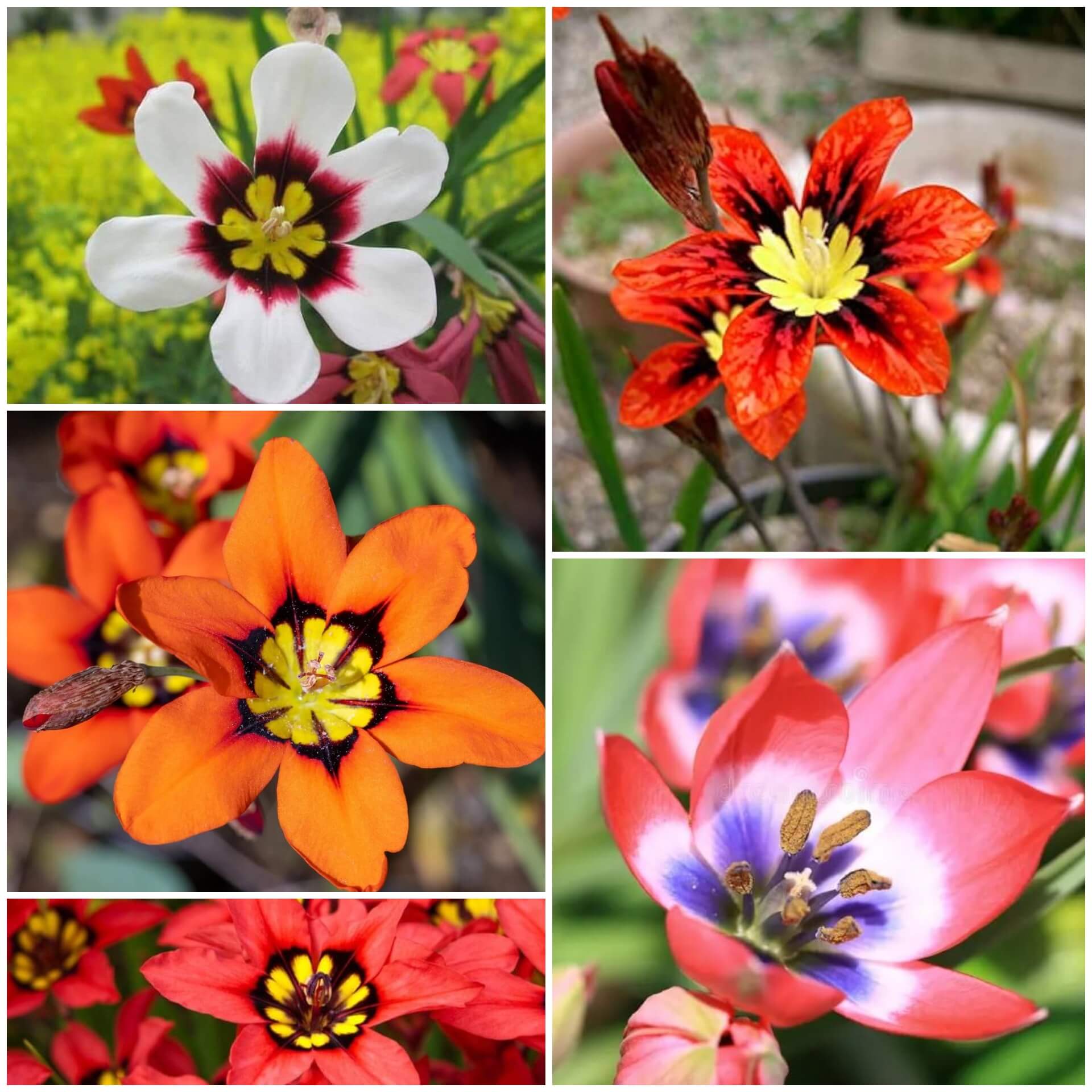 Sparaxis Seeds - All In One For Home Gardens