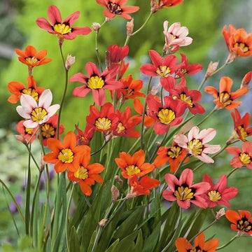 Sparaxis Seeds - All In One For Home Gardens