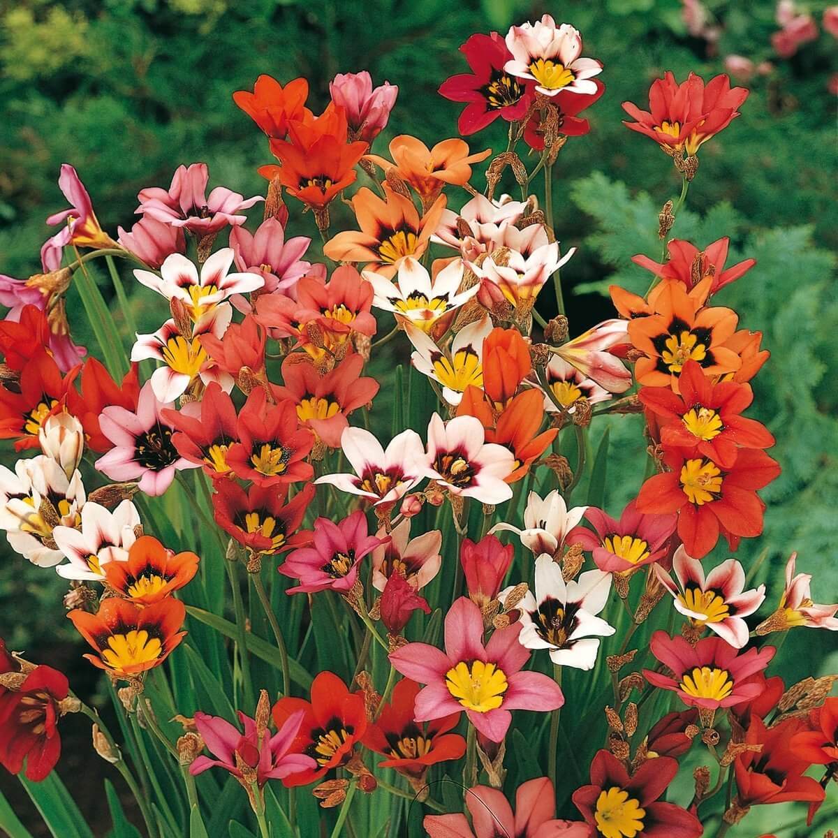 Sparaxis Seeds - All In One For Home Gardens