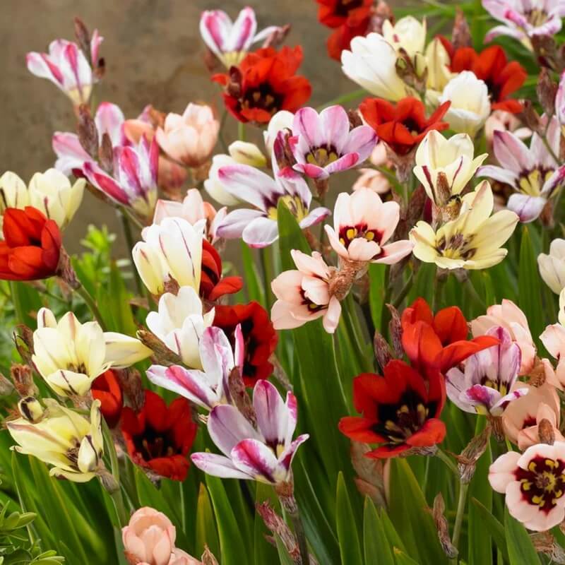 Sparaxis Seeds - All In One For Home Gardens
