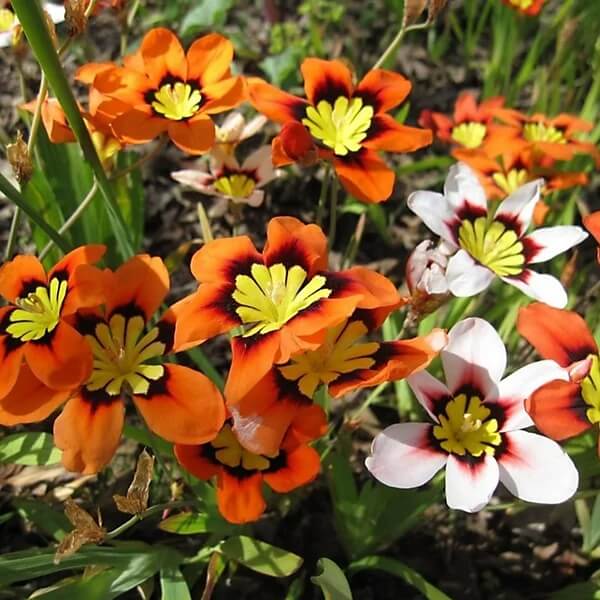 Sparaxis Seeds - All In One For Home Gardens