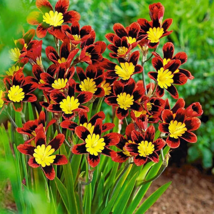 Sparaxis Seeds - Flower Plant for Home Gardens