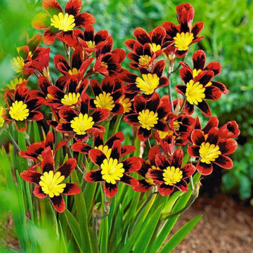 Sparaxis Seeds - Flower Plant for Home Gardens