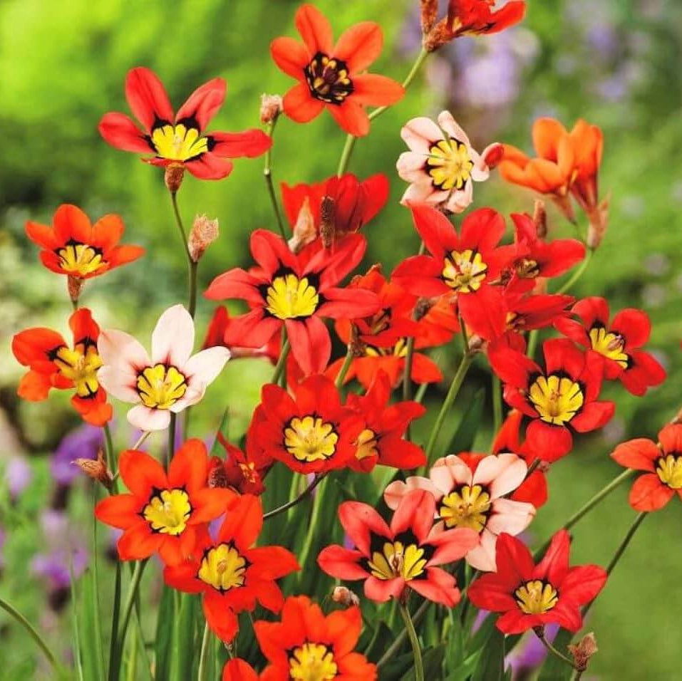 Sparaxis Seeds - Flower Plant for Home Gardens