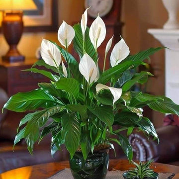 Spathe Flower Seeds