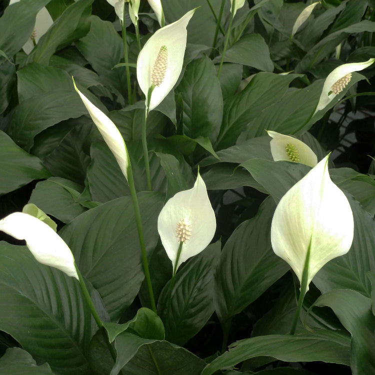 Spathe Flower Seeds