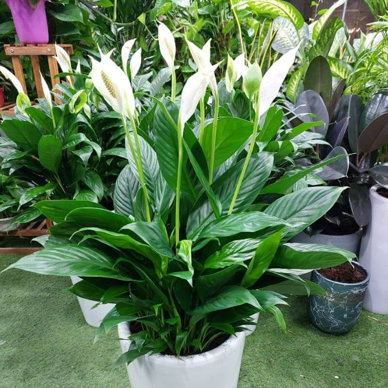 Spathe Flower Seeds