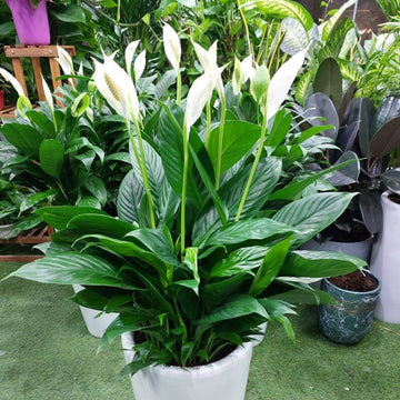 Spathe Flower Seeds