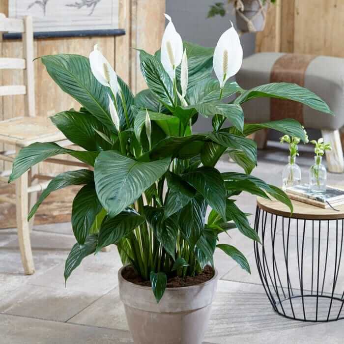 Spathe Flower Seeds