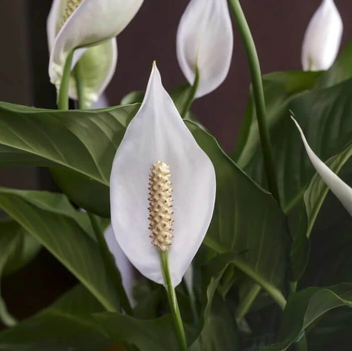 Spathiphyllum Seeds - Flower Plant for Home Gardens