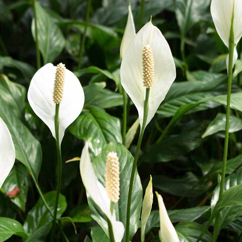 Spathiphyllum Seeds - Flower Plant for Home Gardens