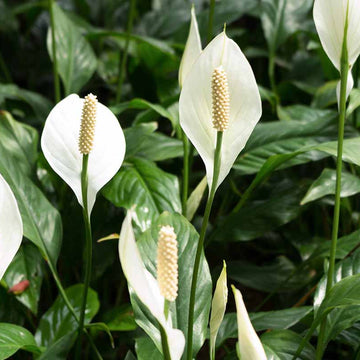 Spathiphyllum Seeds - Flower Plant for Home Gardens