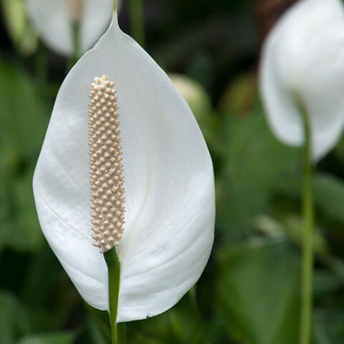 Spathiphyllum Seeds - Flower Plant for Home Gardens