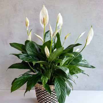 Spathiphyllum Wallisii Seeds