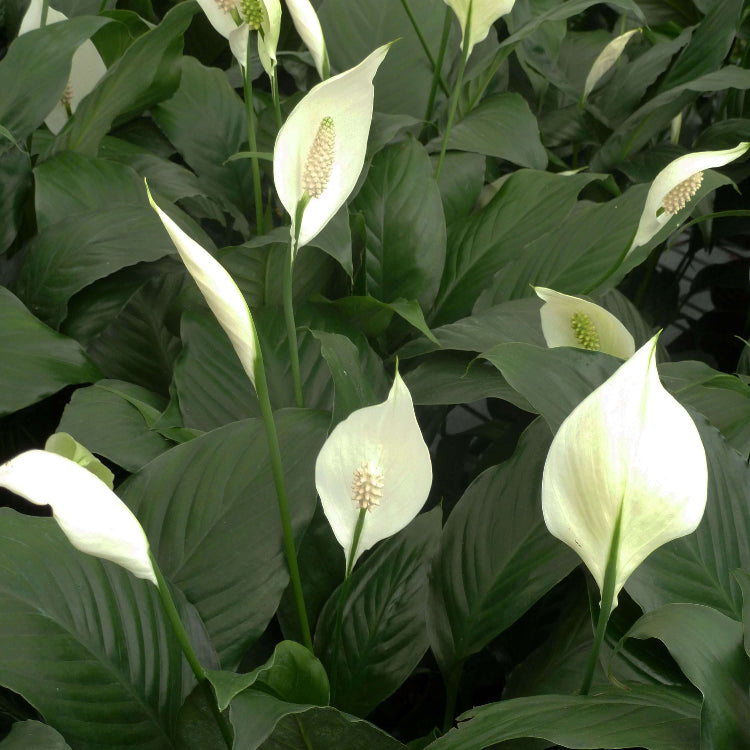 Spathiphyllum Wallisii Seeds